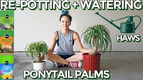 ponytail palm moisture meter|watering a ponytail palm.